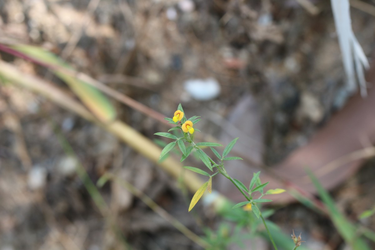 Stylosanthes guianensis (Aubl.) Sw.